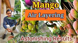 See the Air Layering in Mango tree : An astonishing Results !!