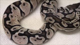 2019 2 Female VPI Axanthic Pastel het Clown Ball Pythons