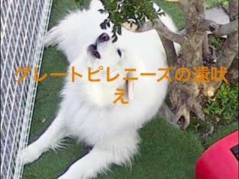 歌ってる? グレートピレニーズ 遠吠え