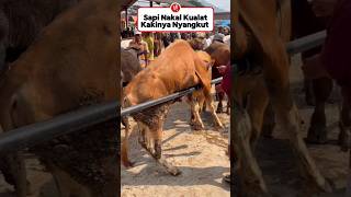 Sapi Nakal Birahi saat dipermukaan umum🤣 #sapiqurban #sapi #sapigemuk #sapilucu #sapilimosin