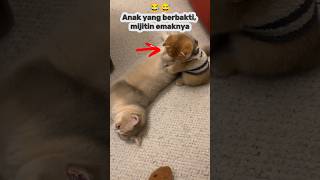Anak yang berbakti, mijitin emaknya😅😂#feedshorts #kucing #kucinglucu