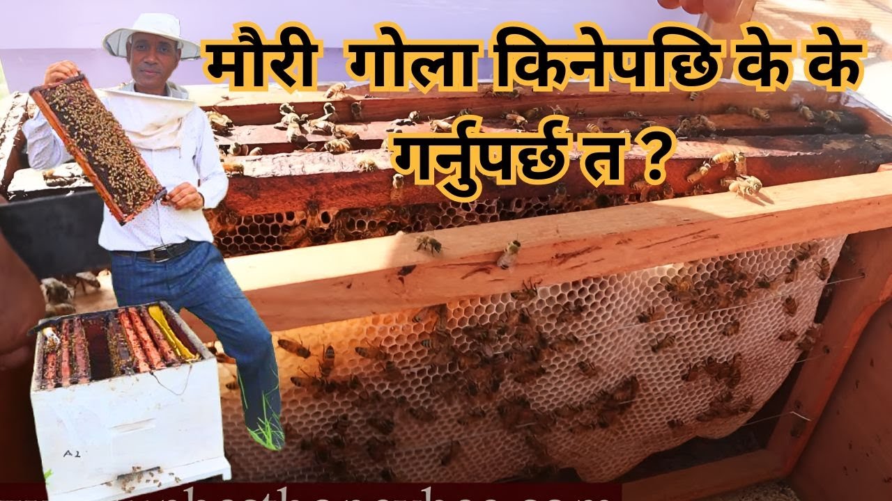 मौरी ५ फ्रेम गोला किनेपछि के के गर्नुपर्छ त ?