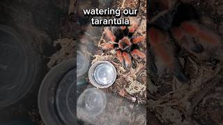 Tarantula Watering