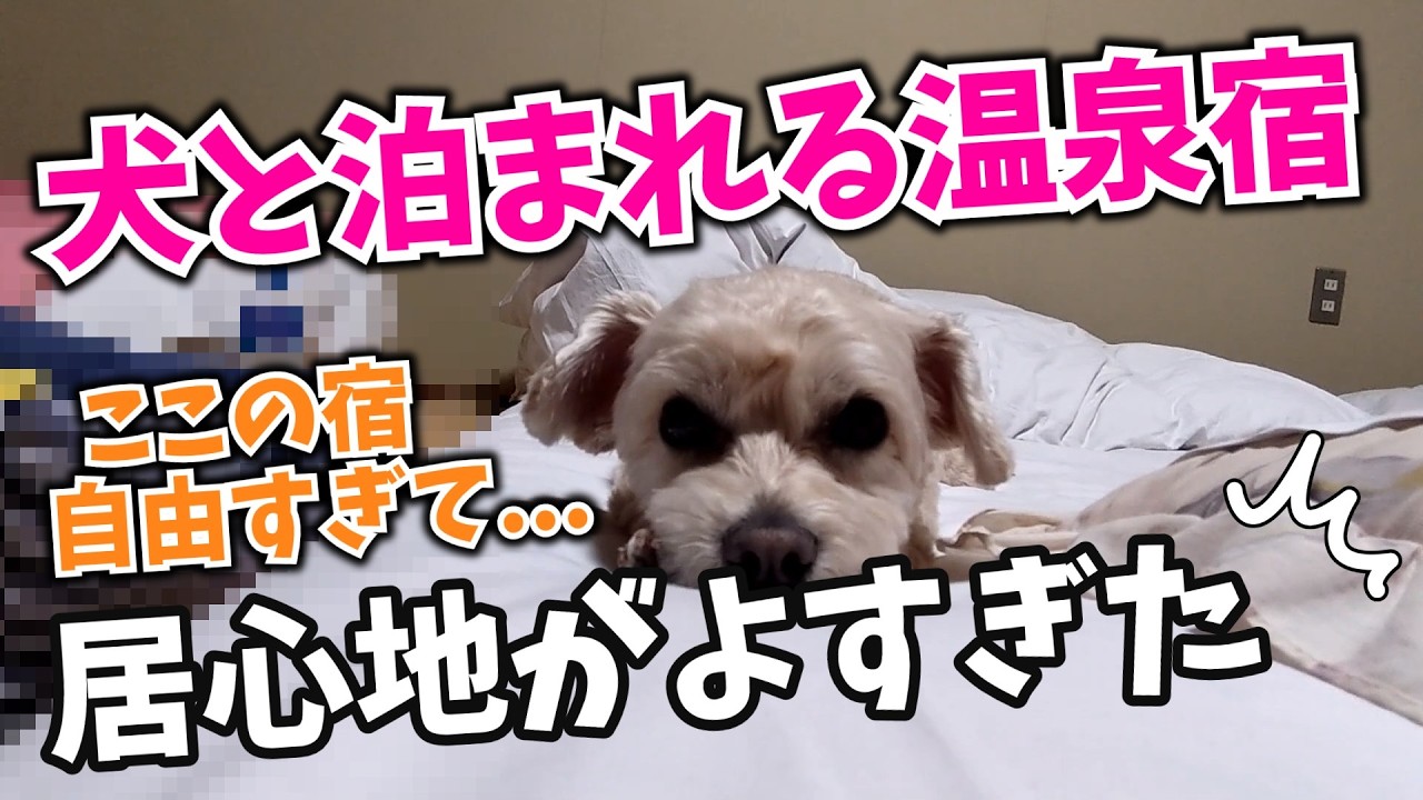 【犬とお泊まり】コスパ最高！鹿鳴荘で愛犬がまさかの大リラックス！ 
