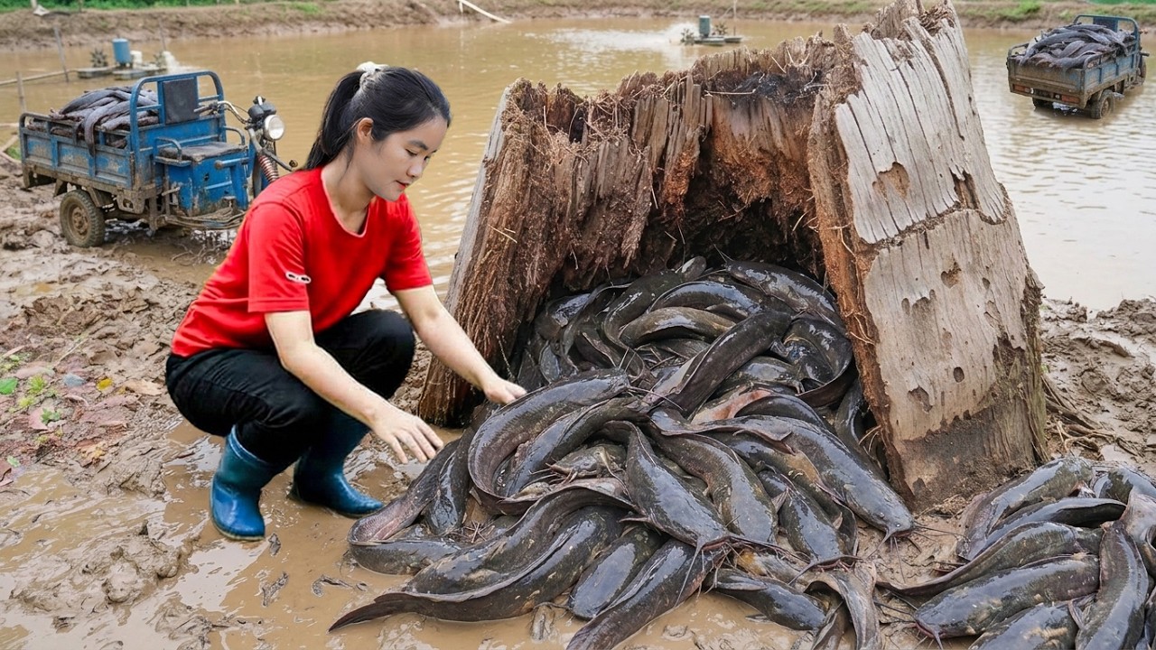 Buy 100Kg Big Catfish from Fish Farm Owner - Load 3-Wheel Truck Go To Countryside Market Sell