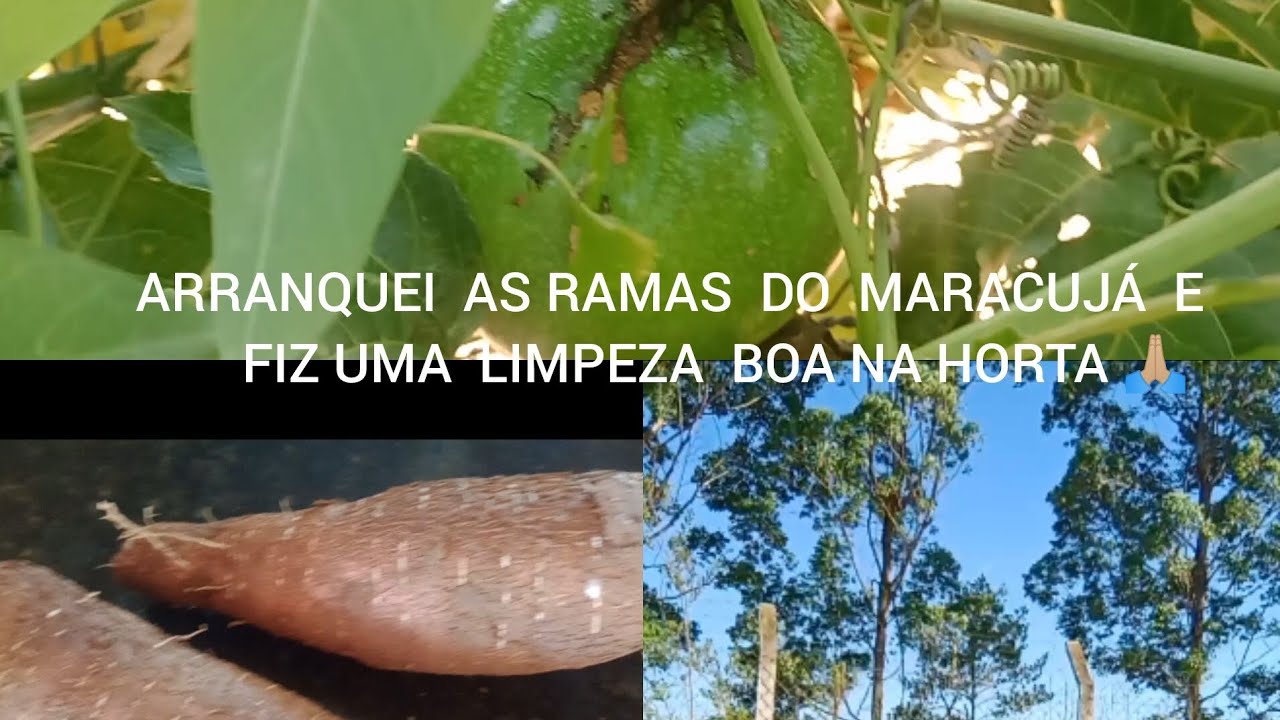 LIMPEZA BRUTA NA HORTA/COLHEITA DE MANDIOCA 🥵🙏🏼
