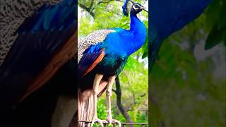 “No Filters. No AI. Just a Real Moment Nature Chose to Share.”