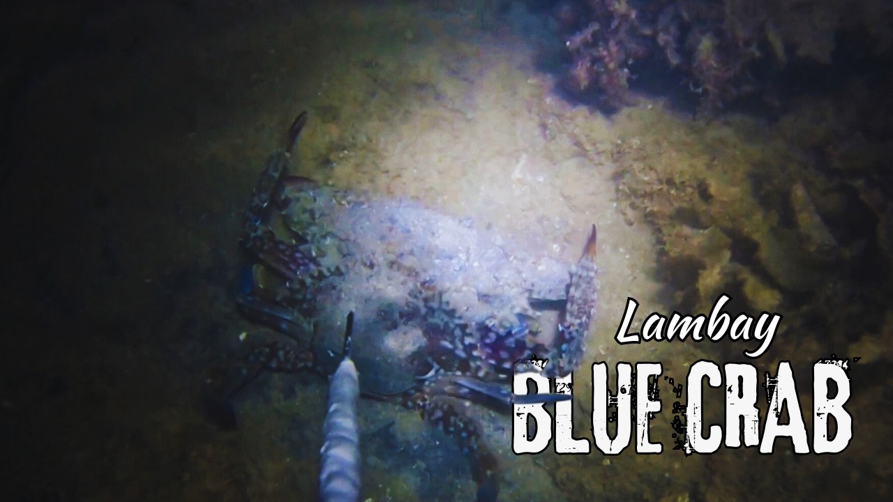 Blue Crab (Lambay) Doble Ang Napana #bluecrab #crab