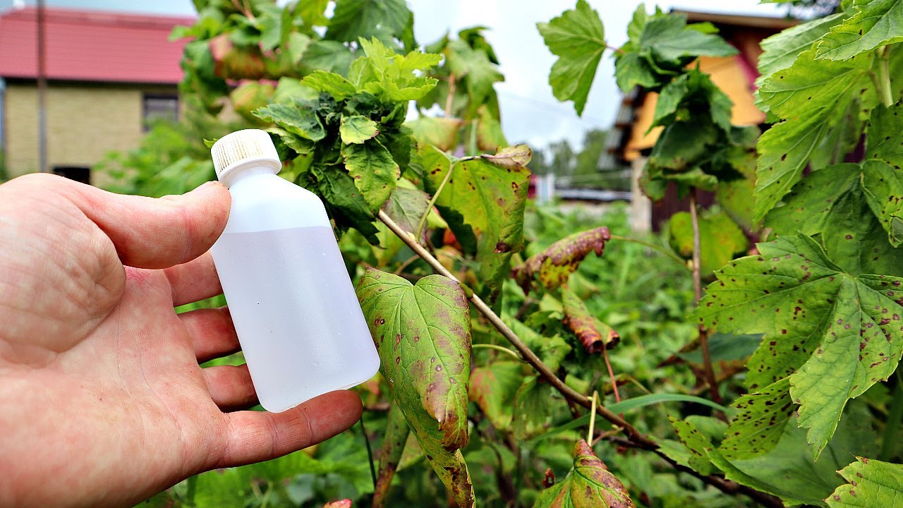 Если в августе сделать так с кустами смородины урожай следующего года вас приятно удивит!