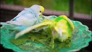 1 Hour of Budgie Splashing with Amazing Chirps!