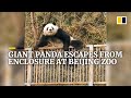 Giant panda escapes from enclosure, video goes viral