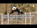 Giant panda escapes from enclosure at Beijing Zoo