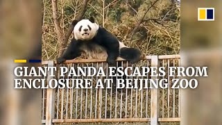 Giant panda escapes from enclosure at Beijing Zoo
