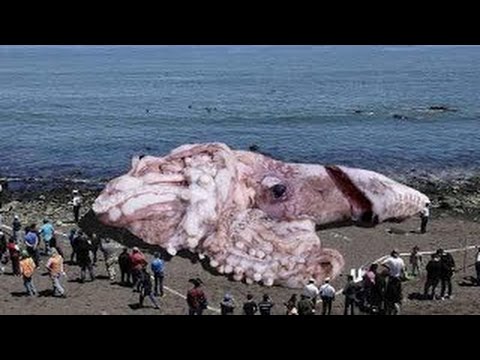 【閲覧注意】実はとても怖い巨大生物に世界が震えた!遭遇したらマジでヤバイことが・・・!!巨大生物46選【危険】