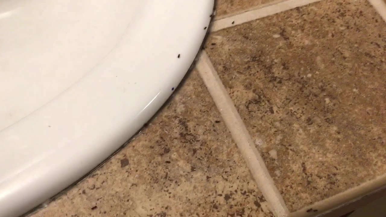 Ants in my bathroom (Read Description) YouTube