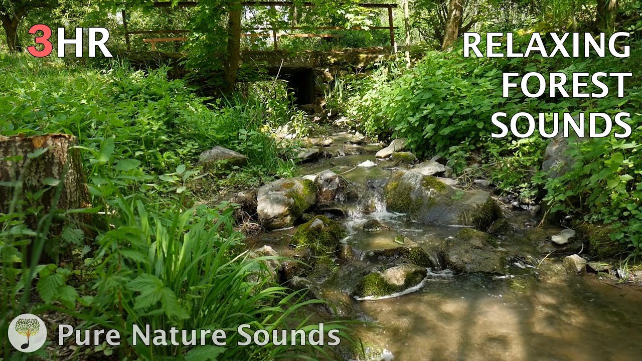 Forest bird song and creek - relaxing nature sounds for meditation ...