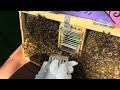 Emergency Swarm Prevention Using the Royal Chamber & IPM Frame