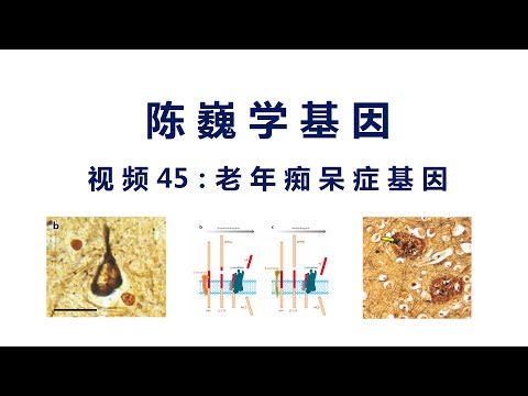 【陈巍学基因】视频45：老年痴呆症基因