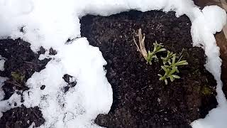 21 апреля. Растения пережили возвратные морозы. Хорошо, что успела укрыть.