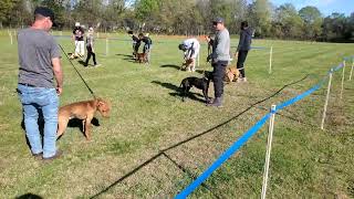 Charlotte Nc Adba Conformation Show 2024 Pt2