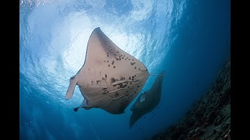 MantaWatch Internship Program 2016 - Video Diary - Week 2