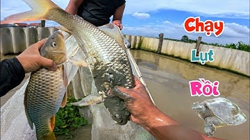 Trả Cún Đen Về Với Chủ Và Kéo Ao Baba Bắt Cá Chạy Lụt / Quế Nghịch