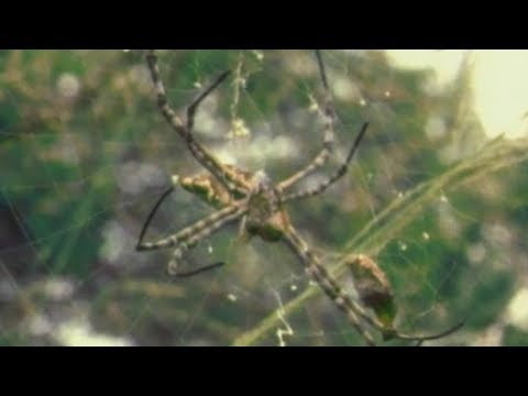 Wideo: Najciekawsze fakty o pająkach: opis, rodzaje i cechy