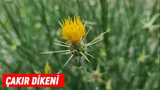 Çakır Dikeni Nedir, Ne İşe Yarar, Nerede Yetişir Çoban Çökerten