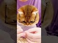 Funny cats 😻😂 Cat videos 😻😻 | 🤣😅 New Funny Cats Videos 😸😸 #catvideos #funnycats