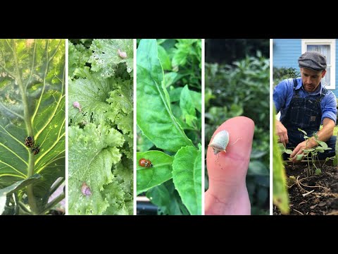 Video: Squash With Mud - Cosa fare quando le foglie di zucca hanno l'oidio