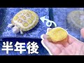 急成長 もう買えないカメをお迎えして半年が経っていました 