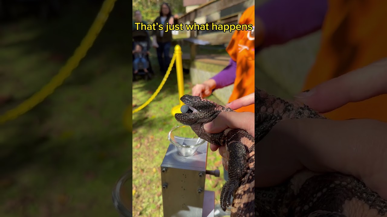 Ядозуб! Извлечение яда! 