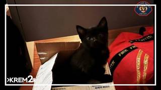 'Tiny survivor': Spokane Valley firefighters save kitten from fire-damaged Eagle Rock apartments