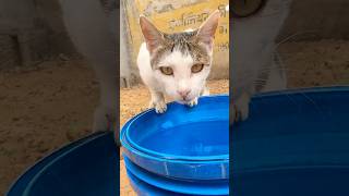 kitten meowing to attract cats