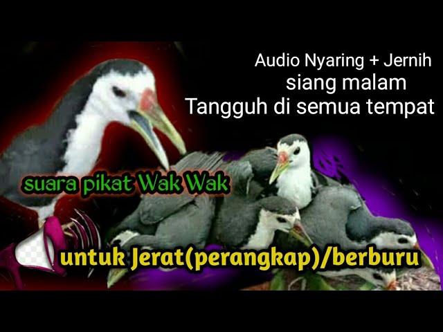 audio suara pikat burung ruak ruak(Sri bombok)100% Joss class=