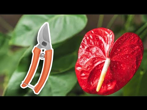 Vídeo: Planta de antúrio caindo - o que fazer para um antúrio caído