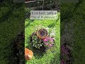 Bird bath makeover #theurbangrowers chickens #birdbath #urbanhomesteading #homestead