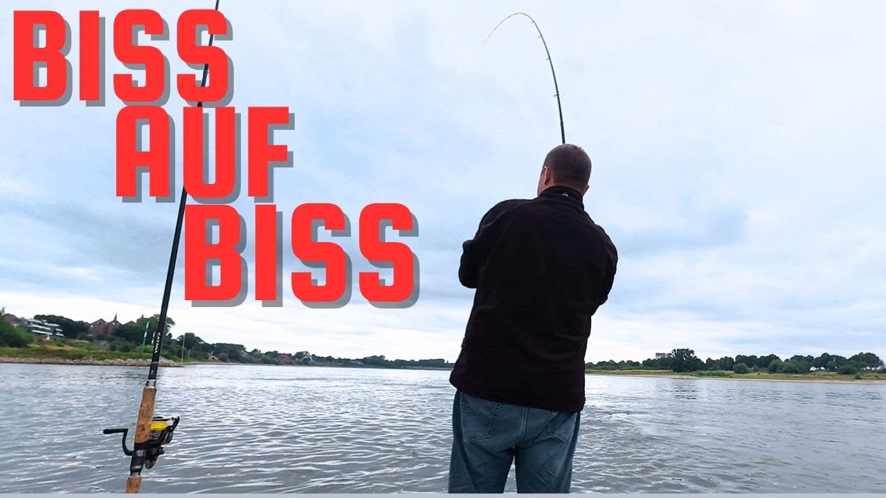 KRUMME RUTEN beim ANGELN AM RHEIN