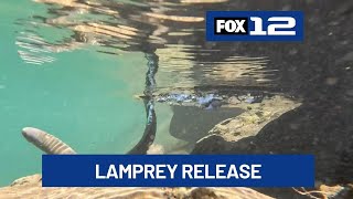 Pacific Lamprey Released In Oregon River As Part Of Tribal-Led Conservation Efforts