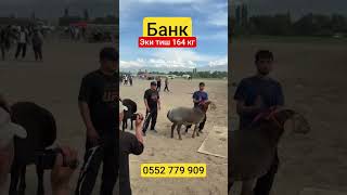 #Арашан чемпион кочкор. суроолор боюнча тел номерге байланышсанар болот.