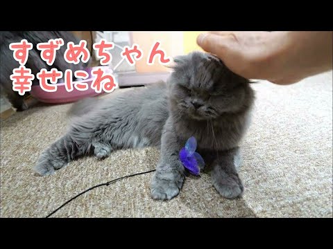 【スコティッシュフォールド】すずめちゃん（仮)里親さん決まりました