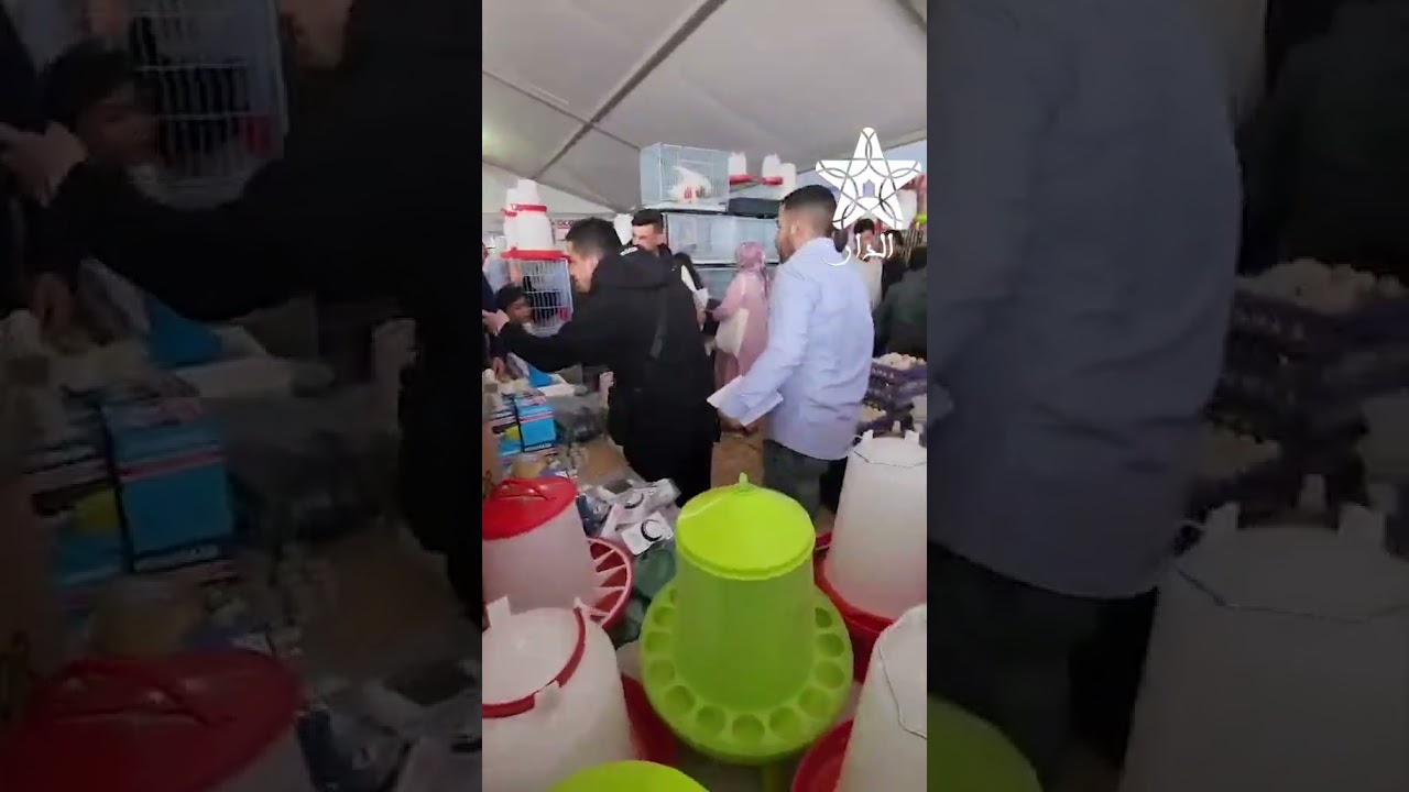 إقبال كبير لزوار السيام على البيض البلدي والدجاج بكل انواعه