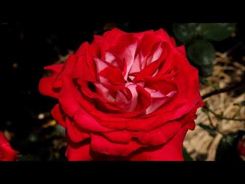 ２０１９年５月『かのやばら園』♪「夢なら覚めないで」♪「薔薇は美しく散る」