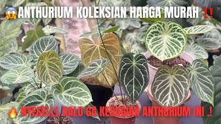 Download lagu HOW IS IT THIS CHEAP?! 😱 High-End Collector's Anthurium! 🔥