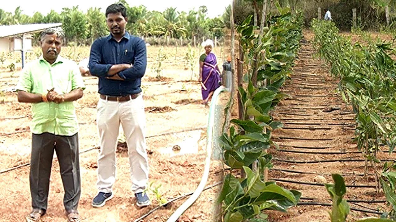 நீங்களே தயாரிக்கலாம் விஷமில்லா பழங்கள் ! | வளர் சோலை | மலரும்  பூமி | Malarum Bhoomi
