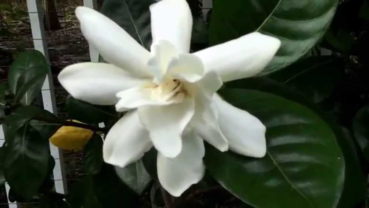 Tahitian Double Gardenia - YouTube