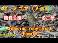 Siberian rubythroat female ノゴマ（メス） (鶴舞公園・名古屋) in Japan, tsurumai park, Nagoya [Sony 4K]