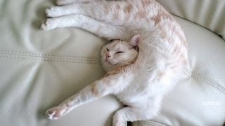 Кошки спят в странных позах (2015) | Cats sleeping in strange poses c Кошки спят в странных позах (2015) | Cats sleeping in strange poses c