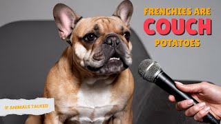 Why Are French Bulldogs Such Couch Potatoes?