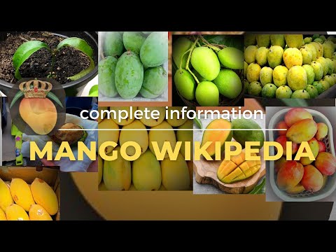 Mango Wikipedia 2.0 || #mangonews #production #export || complete information